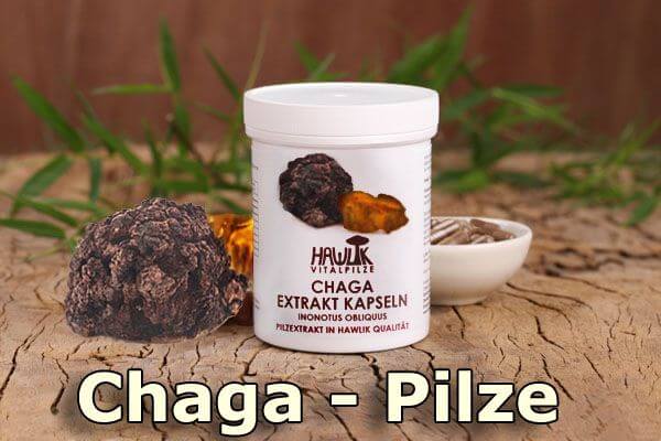 Chaga | Original Hawlik