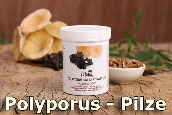 Polyporus | Original Hawlik